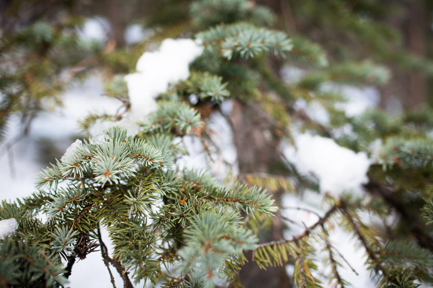 Mud Lake Hike in Snow