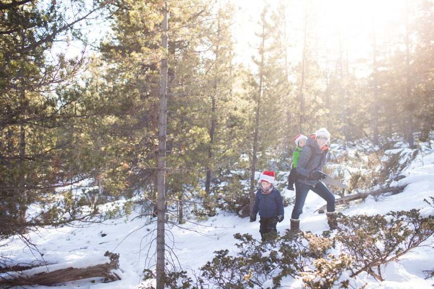 Red Feather Christmas Tree Cutting