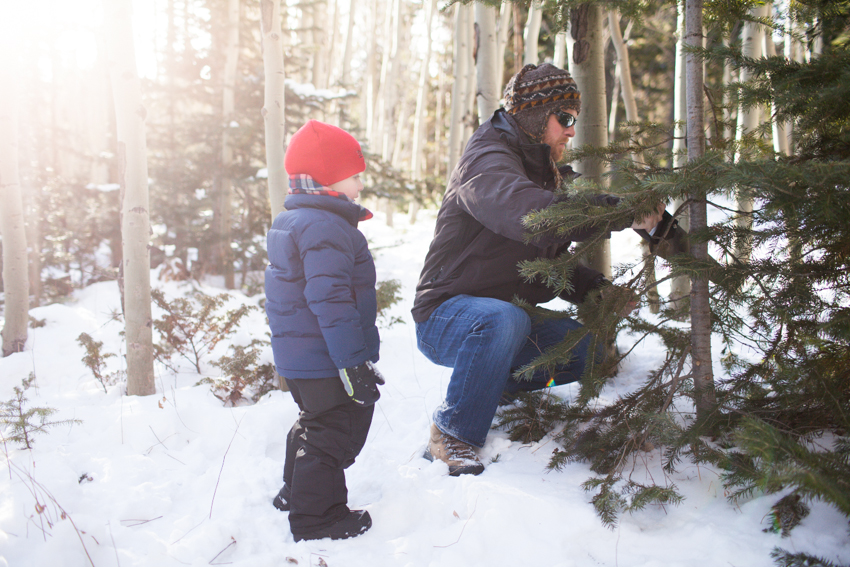 Red Feather Christmas Tree Cutting