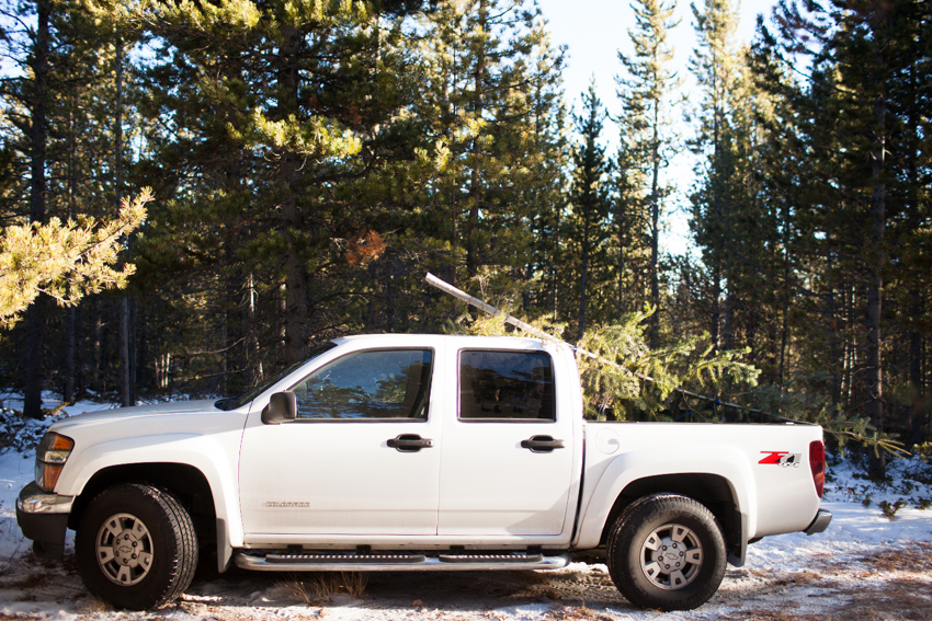 Red Feather Christmas Tree Cutting